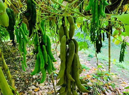 Experimental cultivation detail B