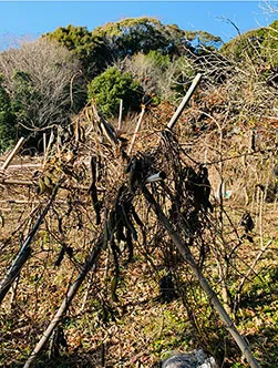 Experimental cultivation detail C